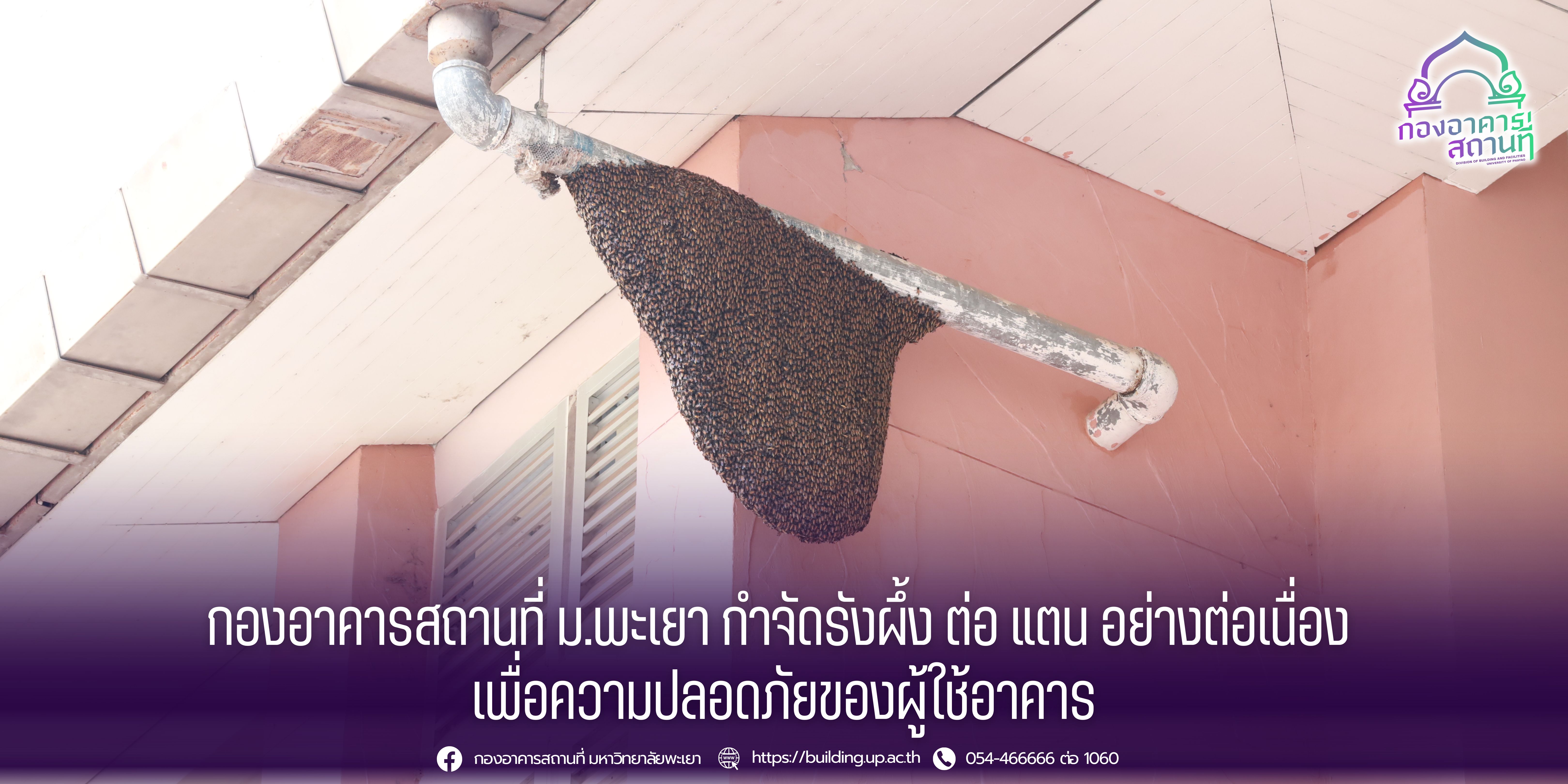 กองอาคารสถานที่ ม.พะเยา กำจัดรังผึ้ง ต่อ แตน อย่างต่อเนื่อง  เพื่อความปลอดภัยของผู้ใช้อาคาร