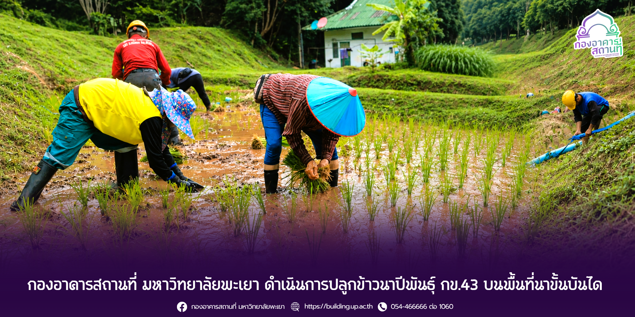 กองอาคารสถานที่ มหาวิทยาลัยพะเยา ดำเนินการปลูกข้าวนาปีพันธุ์ กข.43 บนพื้นที่นาขั้นบันได